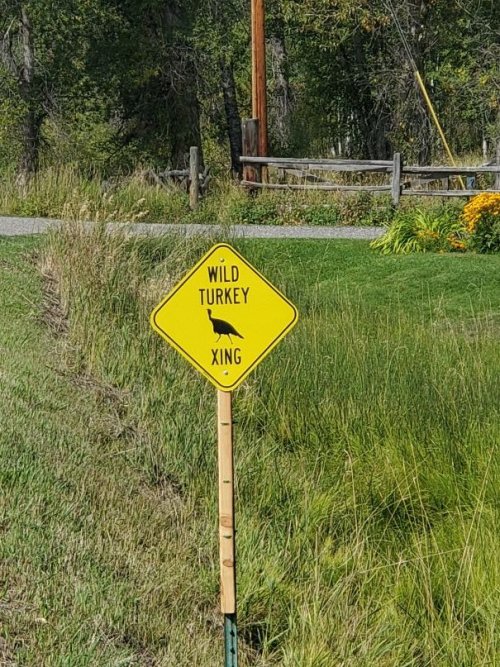 Turkey crossing.jpg