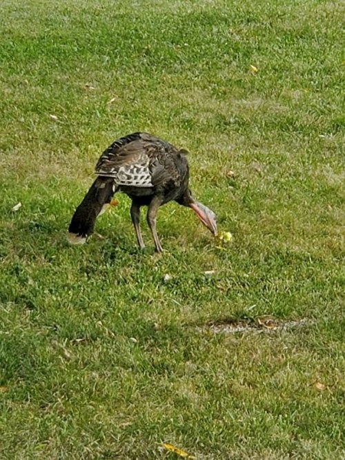 an apple a day keeps the turkey at bay.jpg