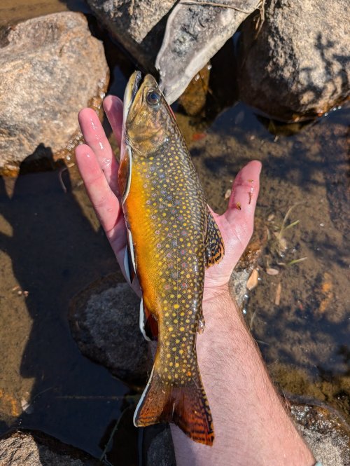 brookiecrop.jpg brookiecrop.jpg