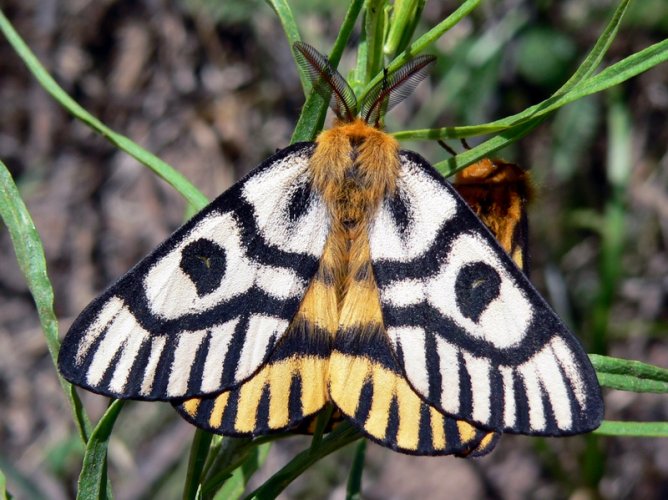 Moth.jpeg