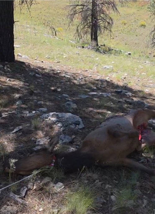 IMG_4374.jpeg IMG_4374.jpeg