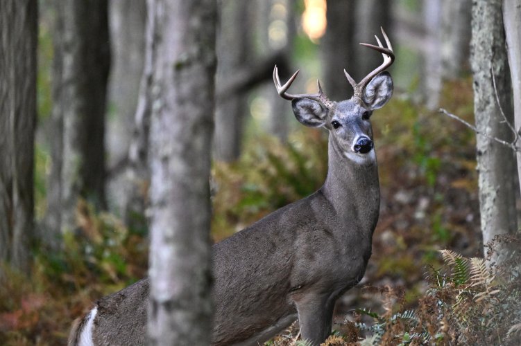 _DSC6136.jpeg _DSC6136.jpeg