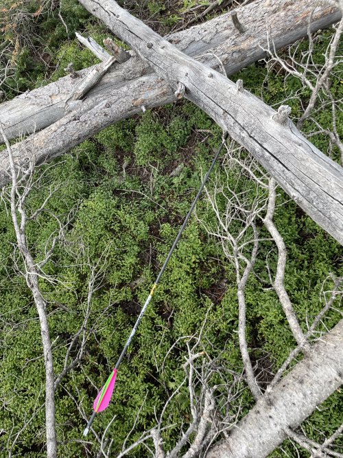 IMG_7917.jpeg IMG_7917.jpeg