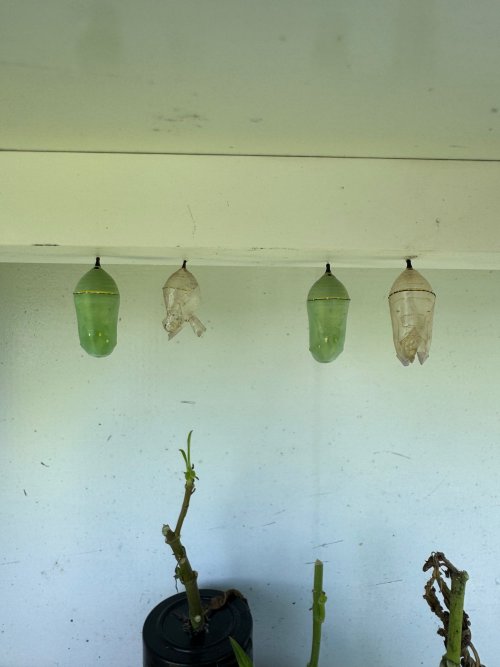 IMG_2631.jpg IMG_2631.jpg