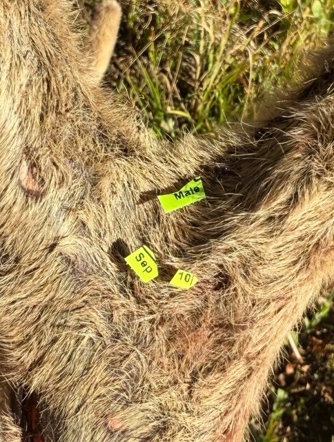 CO Big Buck Tag.jpg CO Big Buck Tag.jpg