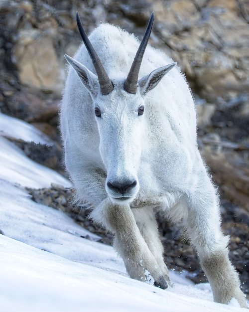 Incoming_goat.jpg