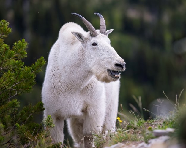 rocky_mountain_goat_6Aug2025.jpg