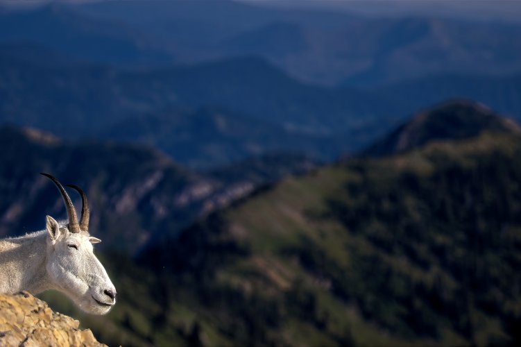 goat_landscape.jpg