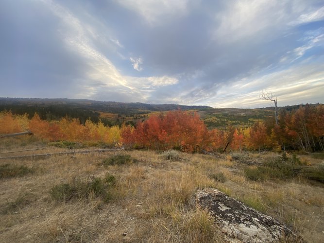 IMG_0937.jpeg IMG_0937.jpeg