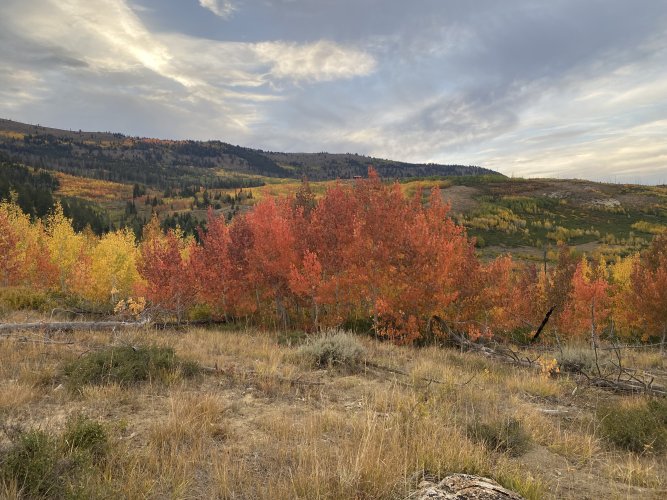 IMG_0936.jpeg IMG_0936.jpeg