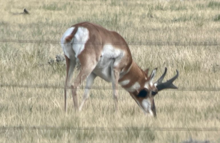 IMG_2870.jpeg