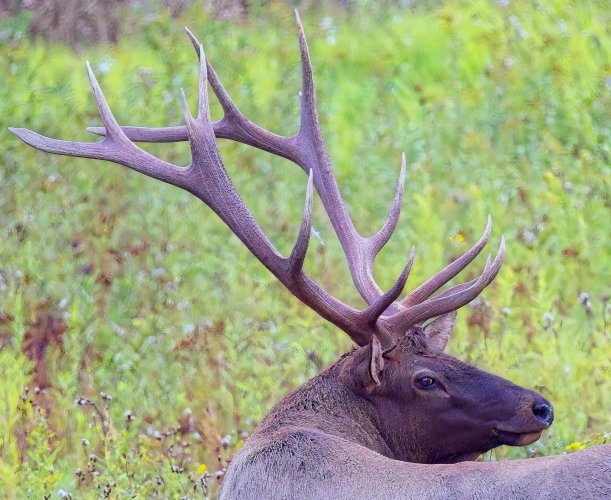 bullek_8septcrop.jpg