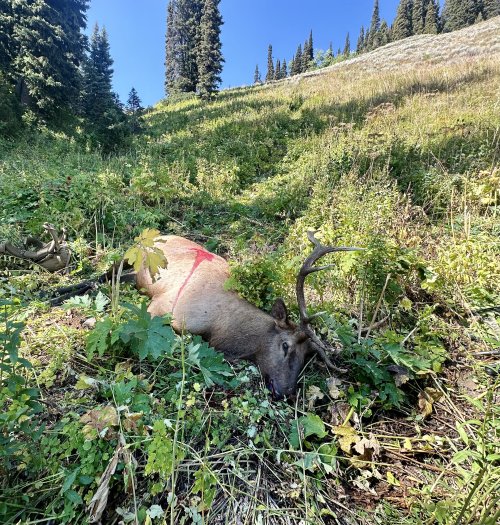 IMG_1749.jpeg IMG_1749.jpeg