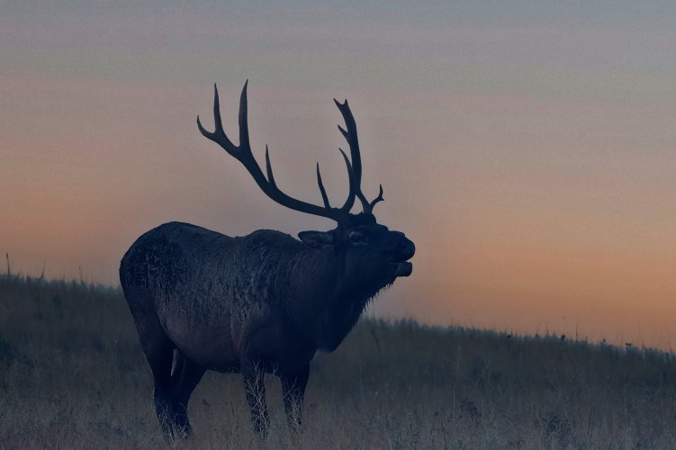 bull_elk_early_morning.jpg