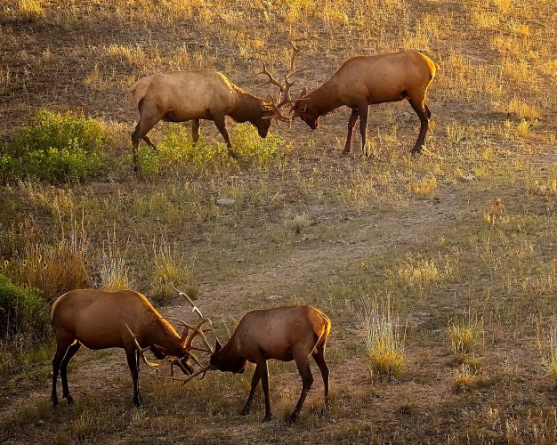 sunrise_4bulls_sparring (1).jpg