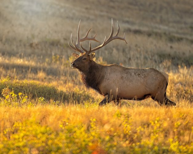 bull_elk_early_morning_23Sept.jpg