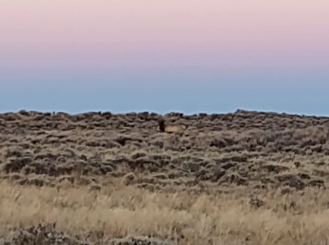 2025_3_elk_desert.JPG