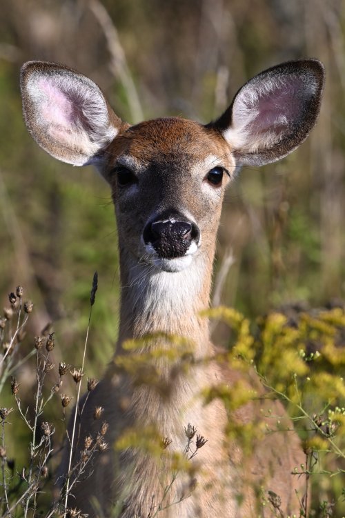 _DSC6738.jpeg