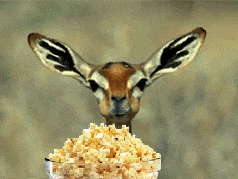 tmp.gif