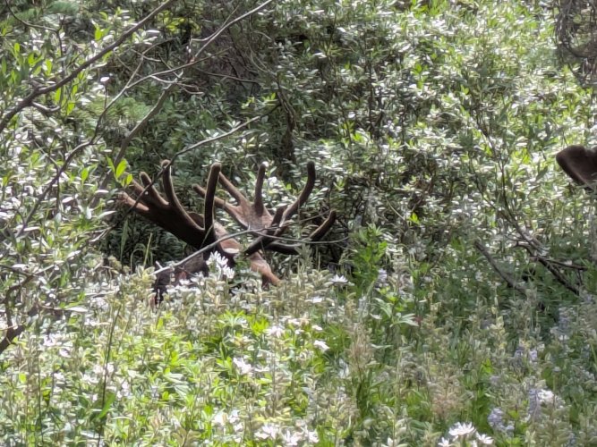 2025_9_August_Moose_1.JPG