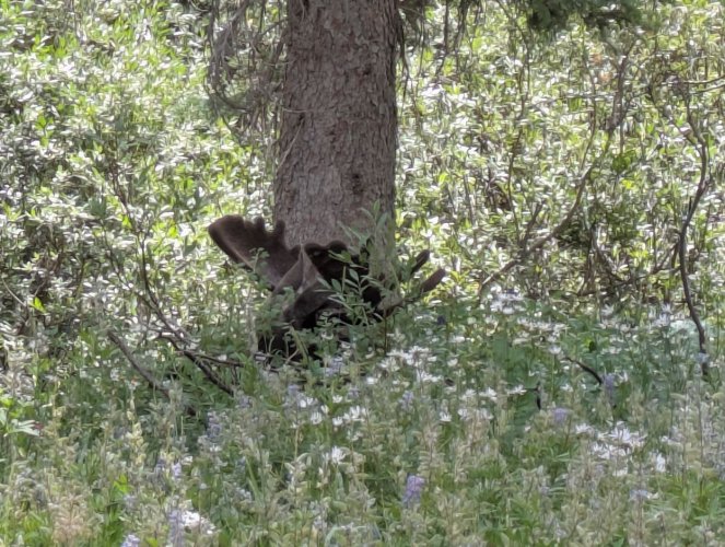 2025_10_August_Moose_2.JPG