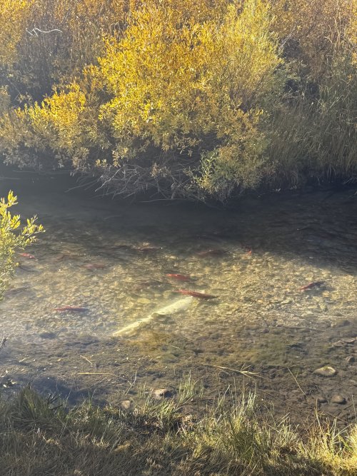 IMG_7643.jpeg IMG_7643.jpeg