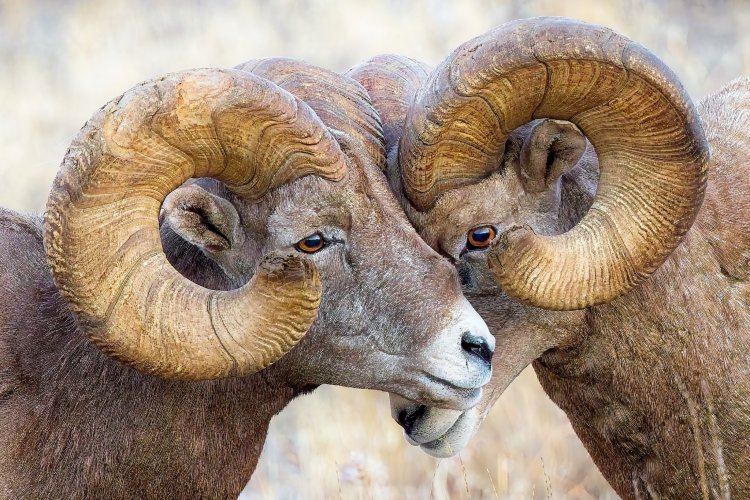 bighorn_rams_28sept.jpg