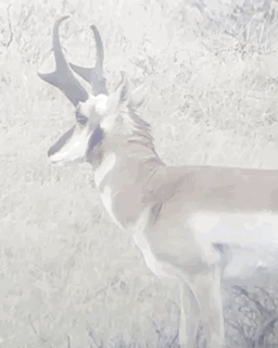 B98BE33D-CF20-4210-859D-B5DE901B2445.gif