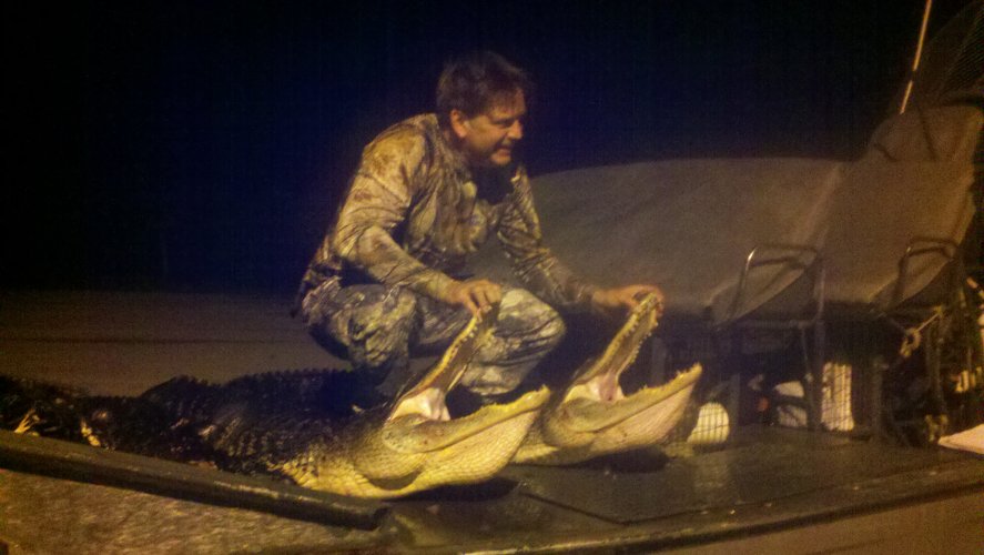 Alligators Lyle 08 2013.jpg