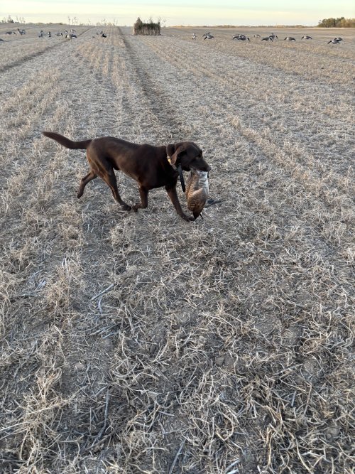 IMG_3768.jpeg IMG_3768.jpeg