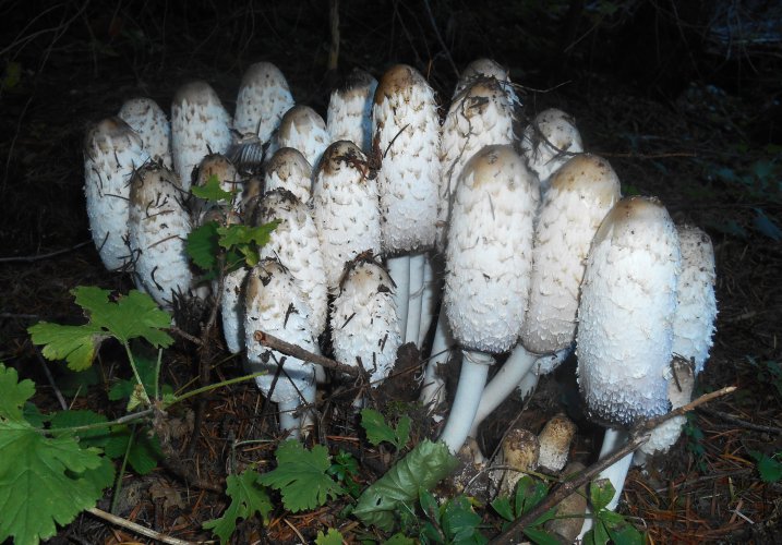 shaggy mane 2.JPG