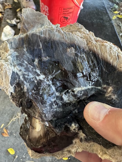 IMG_2574.jpeg IMG_2574.jpeg