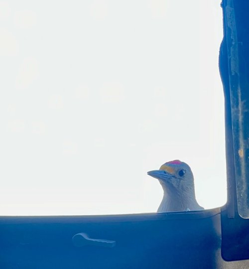 IMG_3019.jpeg IMG_3019.jpeg