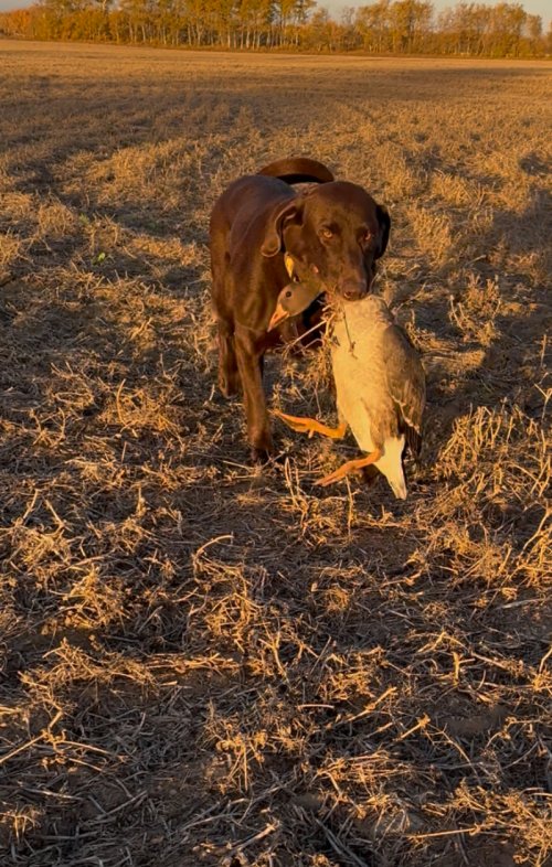 IMG_3779.jpeg IMG_3779.jpeg