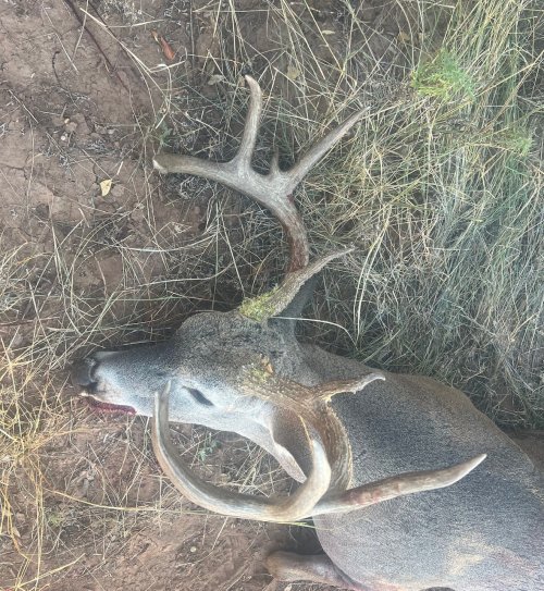 IMG_3062.jpeg IMG_3062.jpeg