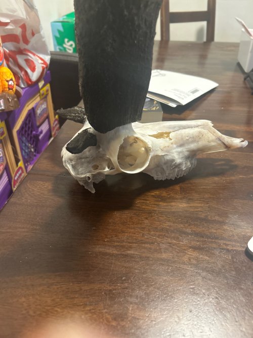 78190429753__4C9DD37B-D8DD-4154-A8D8-5C6744E6FAB0.jpeg 78190429753__4C9DD37B-D8DD-4154-A8D8-5C6744E6FAB0.jpeg