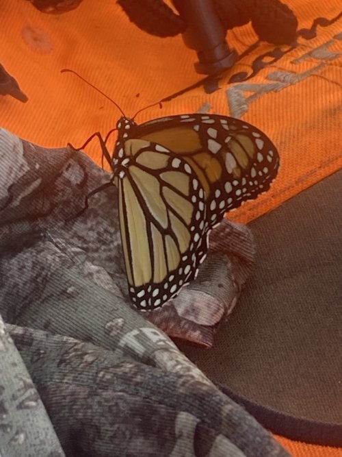 IMG_7059.jpeg