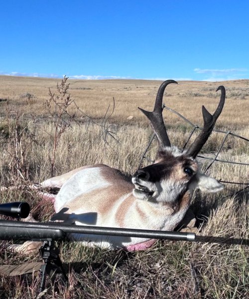 2025 speed goat1.jpg