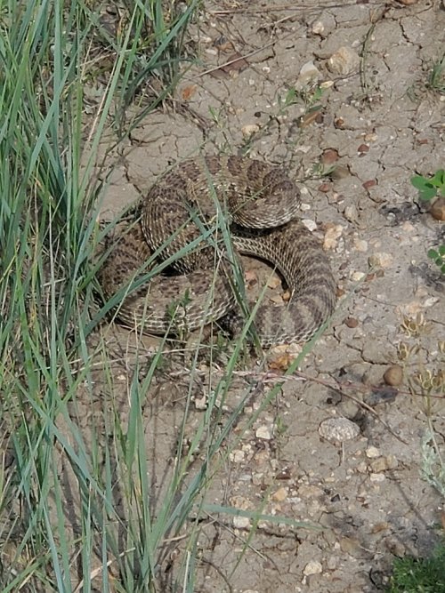 Missouri Breaks rattler.jpg