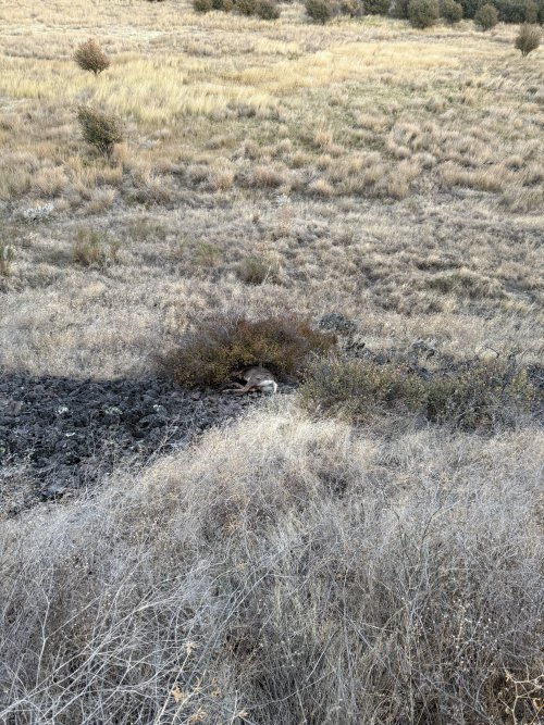 IMG_4093.jpeg
