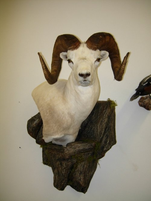 DallPed1.jpg DallPed1.jpg