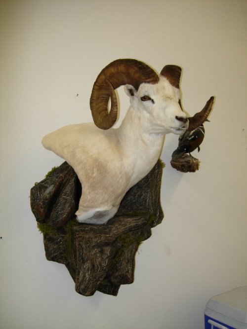 DallPed2.jpg DallPed2.jpg