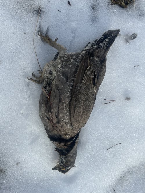 IMG_6072.jpeg IMG_6072.jpeg