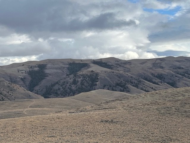 IMG_4525.jpeg IMG_4525.jpeg