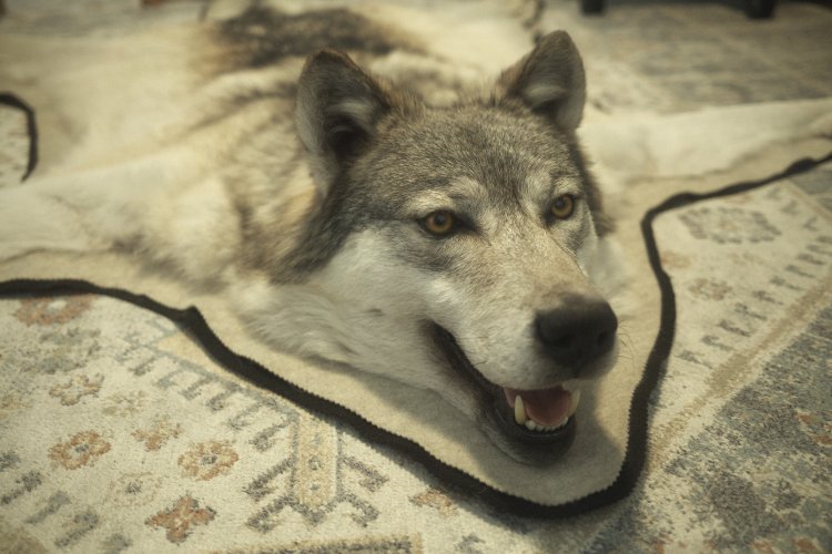 DSCF2696.jpeg DSCF2696.jpeg