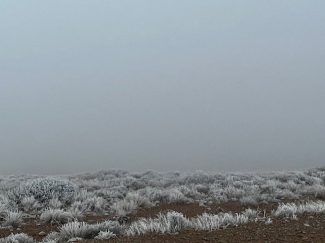 IMG_4529.jpeg IMG_4529.jpeg