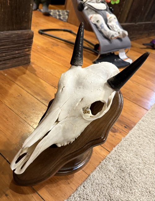 IMG_7439.jpeg IMG_7439.jpeg