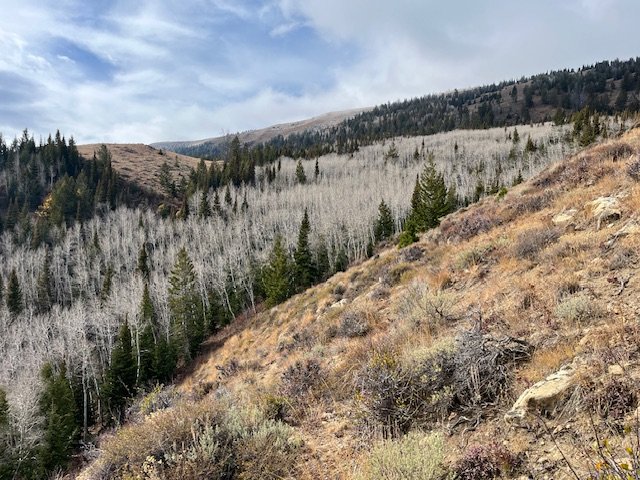 IMG_4530.jpeg IMG_4530.jpeg