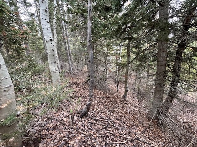 IMG_4531.jpeg IMG_4531.jpeg