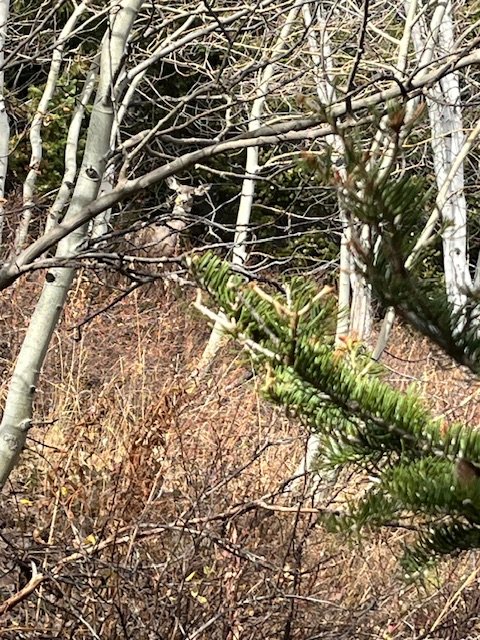 IMG_4534.jpeg IMG_4534.jpeg